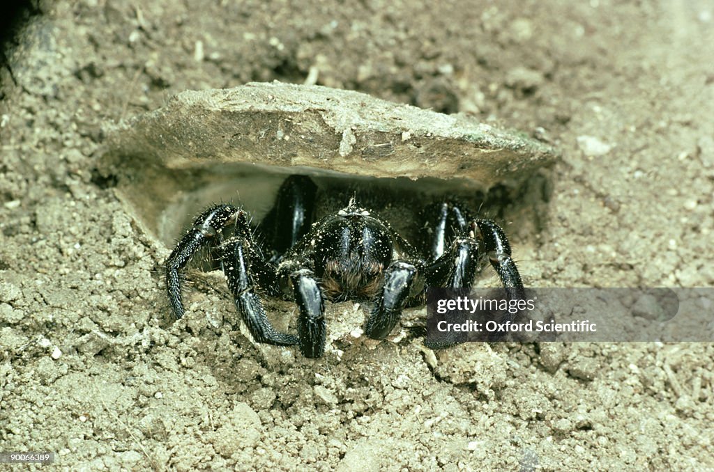 Trapdoor spider: ummidia nidicolens jamaica