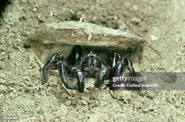 trapdoor spider: ummidia nidicolens  jamaica - evasive stock pictures, royalty-free photos & images