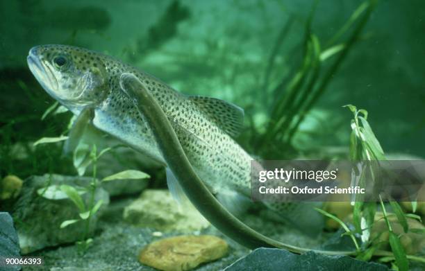 river lamprey: lampetra sp. attached to rainbow trout salm o sp. - lamprey stock pictures, royalty-free photos & images