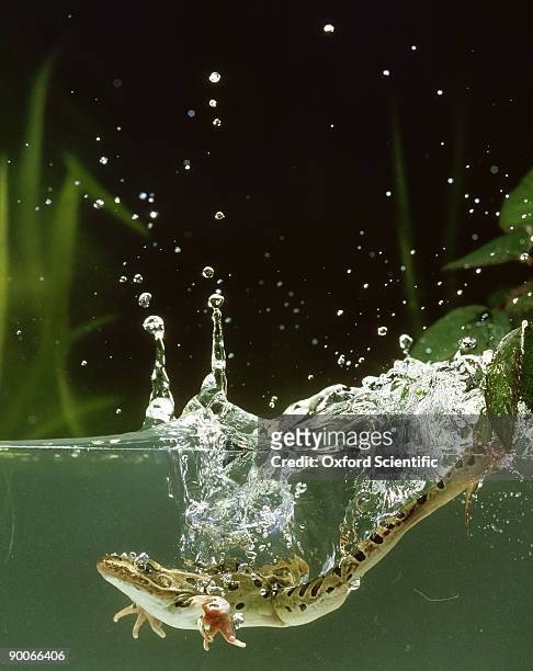 leopard frog: rana pipiens  diving into water - leopard frog bildbanksfoton och bilder