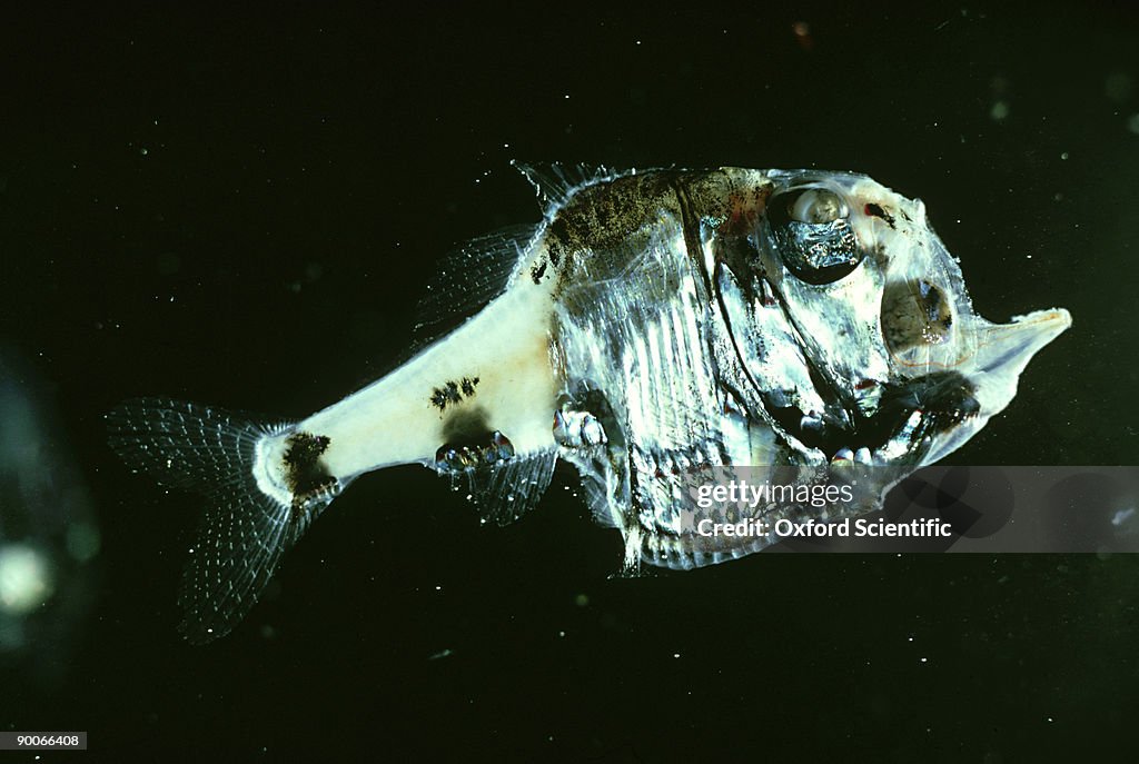 Hatchet fish: argyropelecus hemigymnus deep water new sout h wales, australia