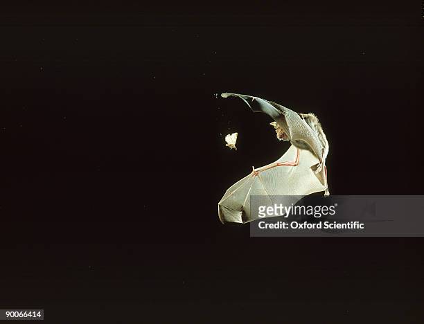 greater horseshoe bat: rhinolophus ferrum-equinum  chasing m oth - bat animal stockfoto's en -beelden