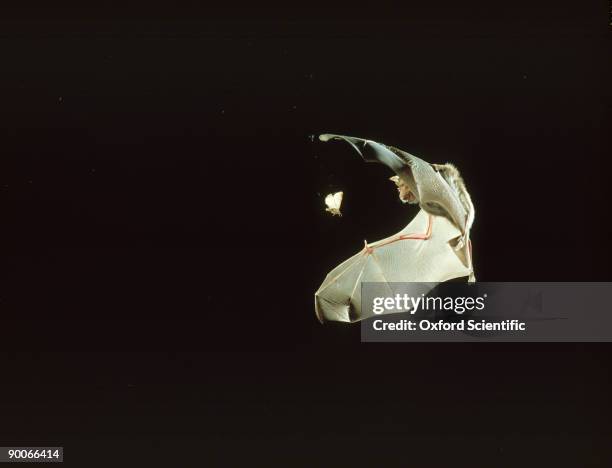 greater horseshoe bat: rhinolophus ferrum-equinum chasing m oth - inseto imagens e fotografias de stock