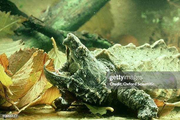 alligator snapping turtle: macroclemys temminckii - temminckii stock pictures, royalty-free photos & images