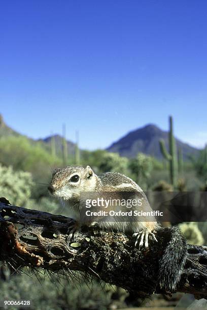 harris ground squirrel: amnospermophilus harrisii  tucson mo untains, arizona - arizona ground squirrel stock pictures, royalty-free photos & images