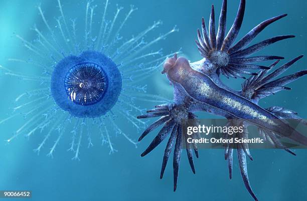 sea slug: glaucus atlanticus  eating porpita  bermuda - glaucus fotografías e imágenes de stock