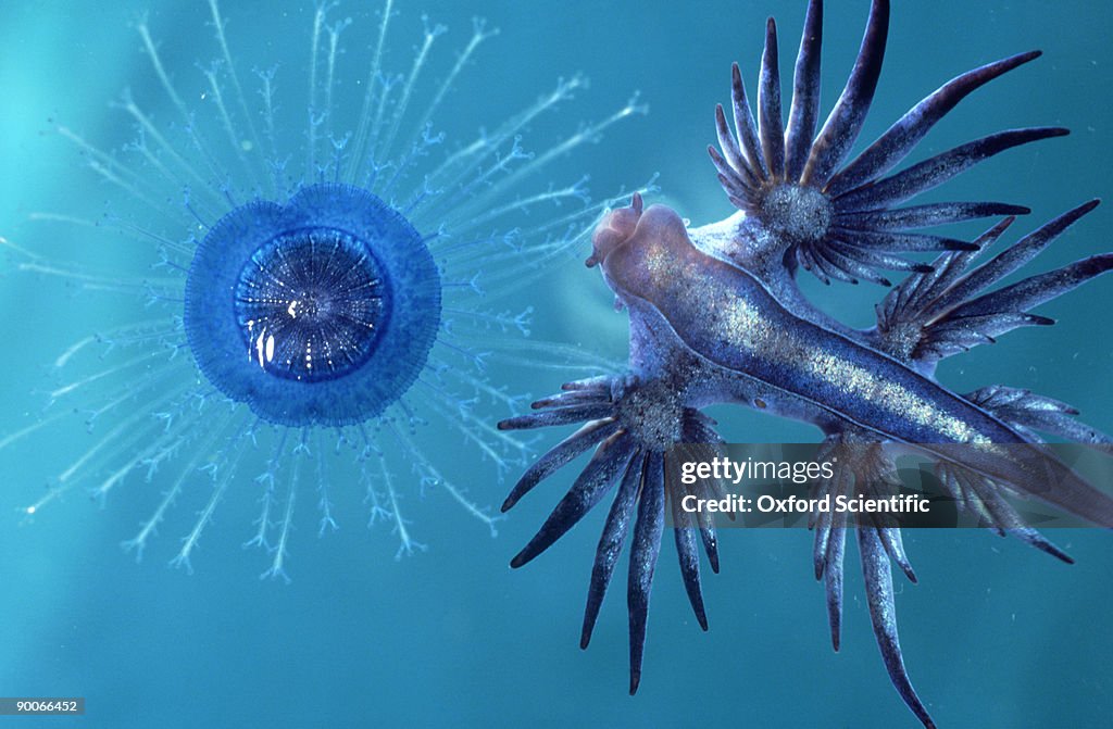 Sea slug: glaucus atlanticus  eating porpita  bermuda