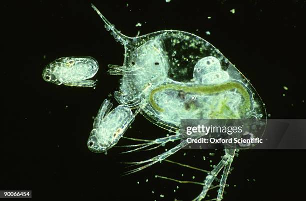 water flea, daphnia sp, giving birth - daphnia stock pictures, royalty-free photos & images