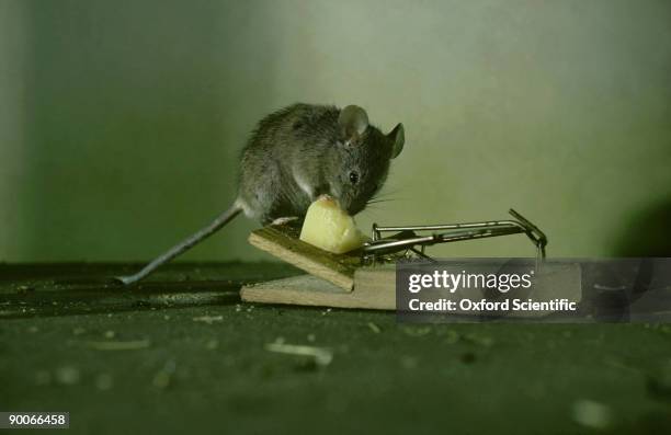 house mouse, mus musculus, eating cheese from trap - feldmaus stock-fotos und bilder