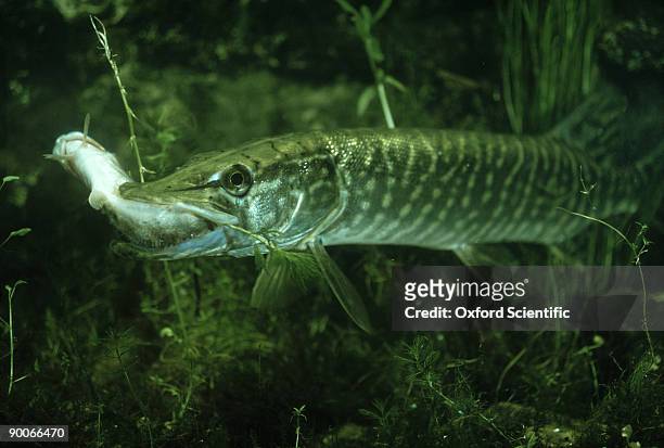 pike: esox lucius  eating pike - northern pike stock pictures, royalty-free photos & images