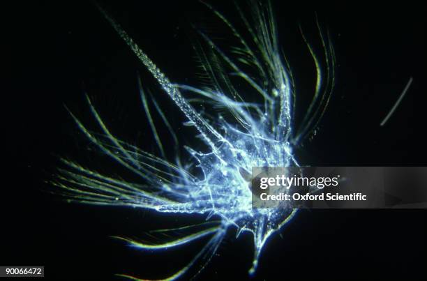 goose barnacle: lepas sp. nauplius larva - nauplius imagens e fotografias de stock