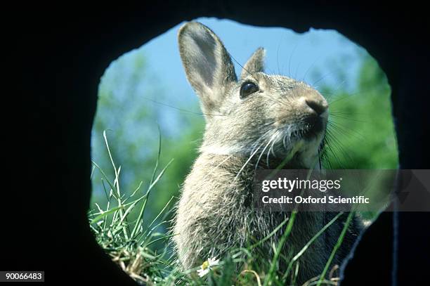 rabbit: oryctolagus cuniculus  11 weed old at burrow  entran ce - rabbit burrow bildbanksfoton och bilder