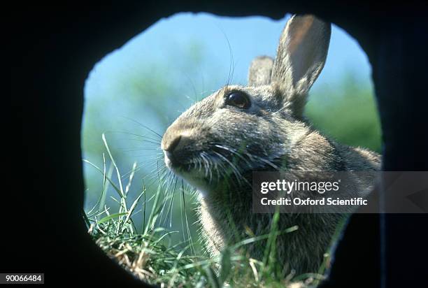 rabbit: oryctolagus cuniculus  11 weed old at burrow  entran ce - rabbit burrow bildbanksfoton och bilder