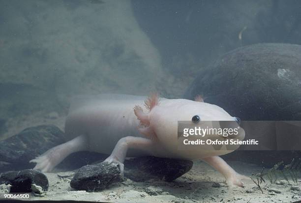 axolotl ambystoma mexicanum - axolotl stock pictures, royalty-free photos & images