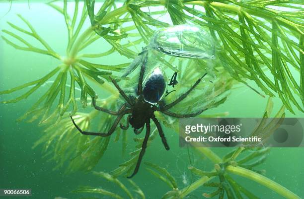 water spider argyroneta aquatica - argyroneta aquatica stock pictures, royalty-free photos & images