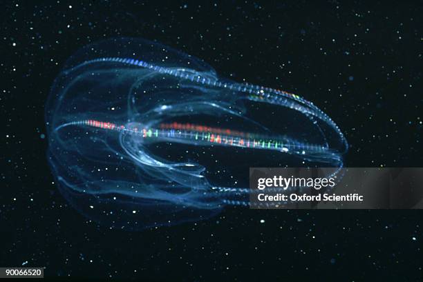 comb jelly mnemiopsis sp. interference colours - comb jelly stock pictures, royalty-free photos & images