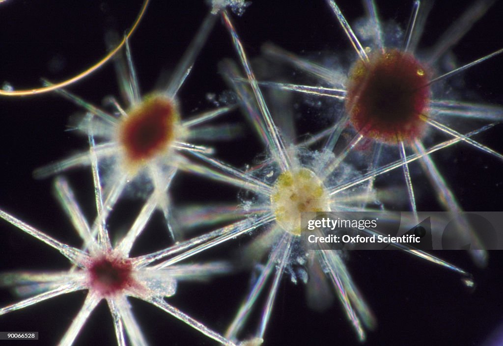 Radiolarians acanthometra sp. bermuda