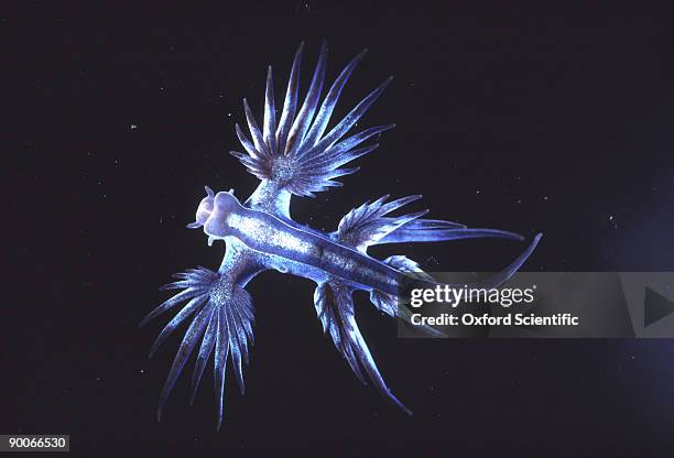 sea slug glaucus sp. approx. 3cm bermuda - glaucus fotografías e imágenes de stock