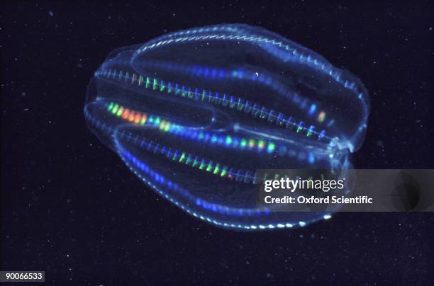 comb jelly - comb jelly stock pictures, royalty-free photos & images