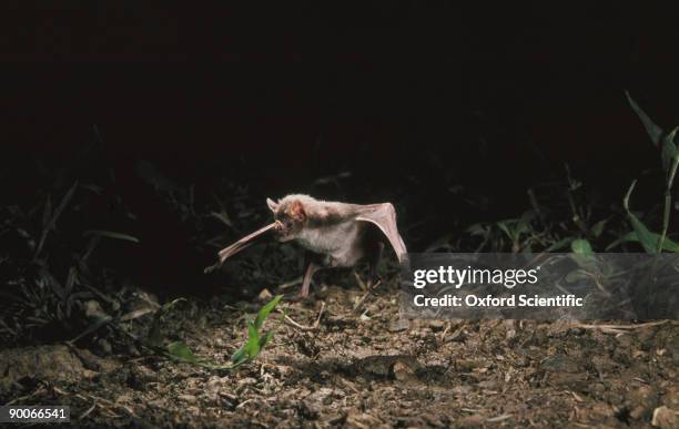 vampire bat desmodus rotundus jumping - vampire bat stock pictures, royalty-free photos & images