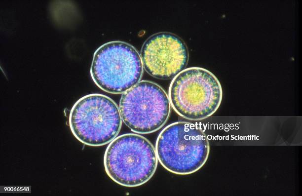 guano diatoms actinocyclus sp. marine - diatom stock pictures, royalty-free photos & images