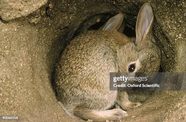Burrowing Animals Fotografías e imágenes de stock - Getty Images