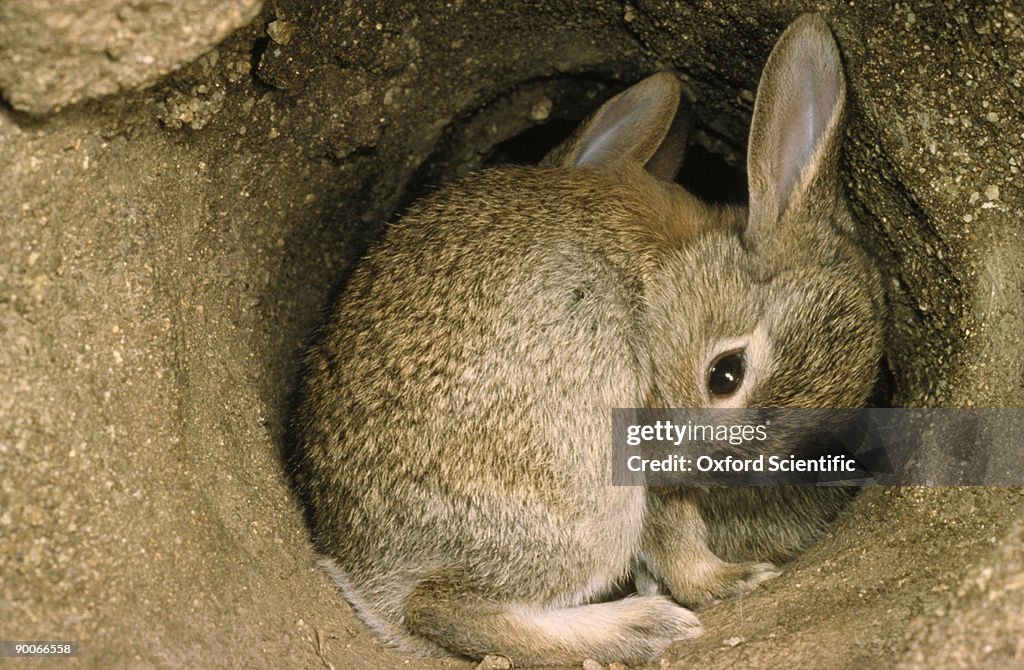 Longburrow Rabbit Rabbit Oryctolagus Cuniculus In Burrow High-Res Stock Photo - Getty Images