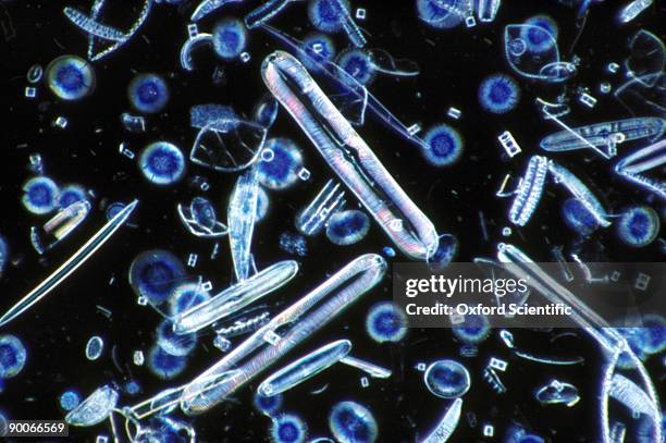 fossil marine diatoms - plankton stock pictures, royalty-free photos & images