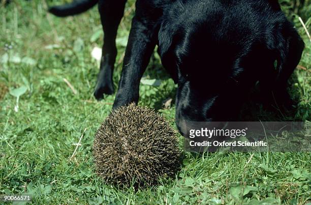 hedgehog erinaceus europaeus dog investigating - igel stock-fotos und bilder