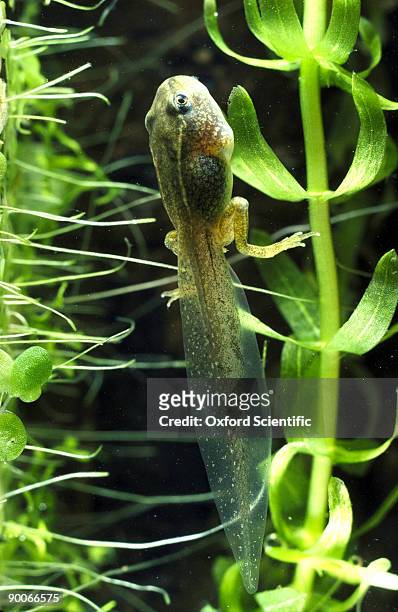 frog tadpole rana temporaria hind legs emerged - tadpole stock pictures, royalty-free photos & images