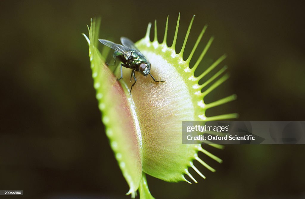 Venus fly trap