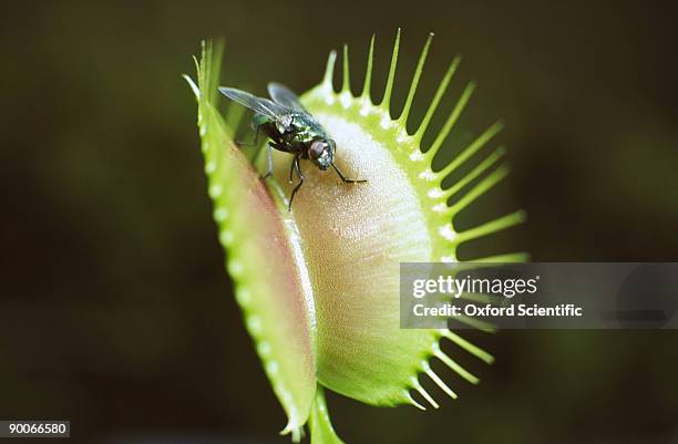 venus fly trap - insectivorous plant stock pictures, royalty-free photos & images