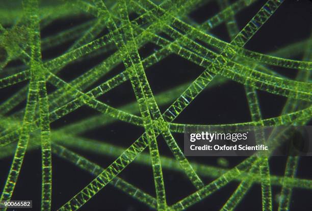 filamentous green alga - algae stock pictures, royalty-free photos & images