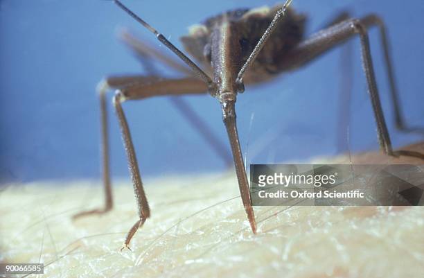 assassin bug rhodnius prolicus feeding on man - kissing bug fotografías e imágenes de stock