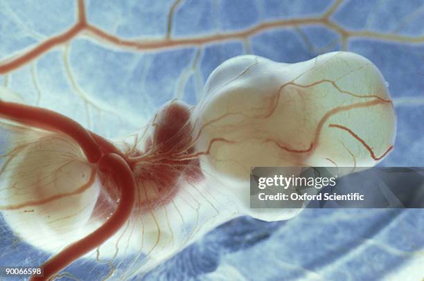 chick embryology gallus gallus chick embryo - 4 days - young bird stock pictures, royalty-free photos & images