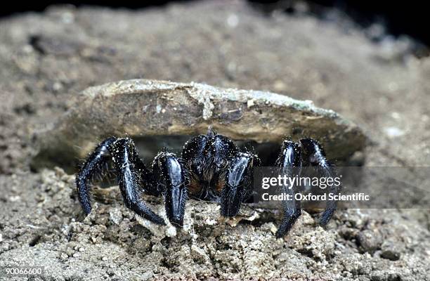 trapdoor spider ummidia nidicolens emerging from burrow jamaica - trapdoor spider stock pictures, royalty-free photos & images