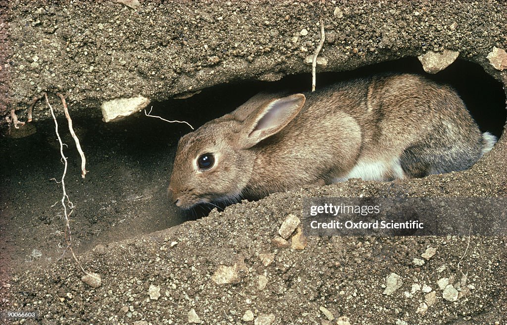 Rabbit oryctolagus cuniculus young in burrow