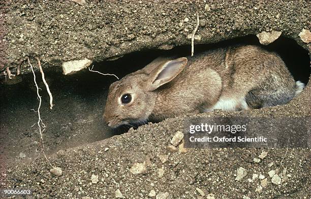 rabbit oryctolagus cuniculus young in burrow - animal den stock pictures, royalty-free photos & images