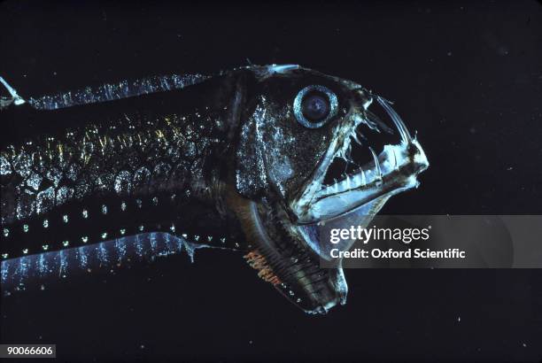 viper fish (bathypelagic) - deep sea fish stock-fotos und bilder