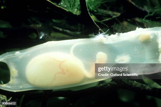 dogfish scyliorhinus canicula in egg capsule, note yolk sac. devon, u.k. - dogfish stock pictures, royalty-free photos & images