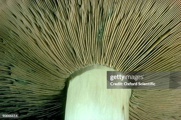 common mushroom agaricus campestris c.u. gills - field mushroom stock pictures, royalty-free photos & images