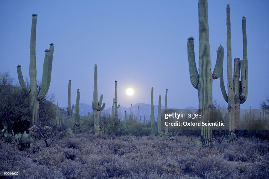 Moonrise over sonoran desert