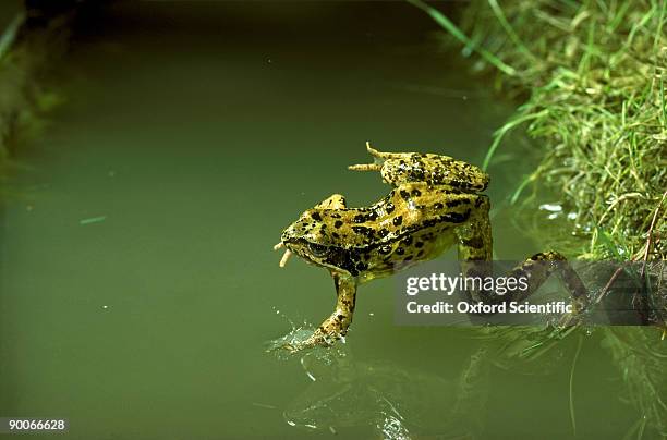 frog rana temporaria leaping into pond - anura foto e immagini stock