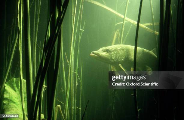 pike esox lucius freshwater uk - northern pike ストックフォトと画像