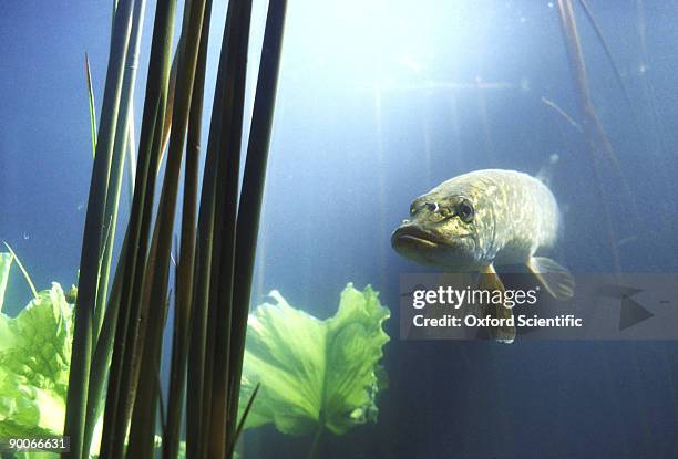 pike esox lucius freshwater uk - northern pike stock pictures, royalty-free photos & images
