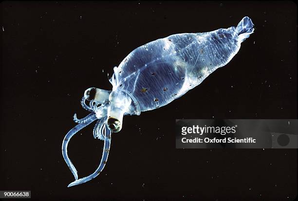 deep water cranchid squid - squid stock pictures, royalty-free photos & images