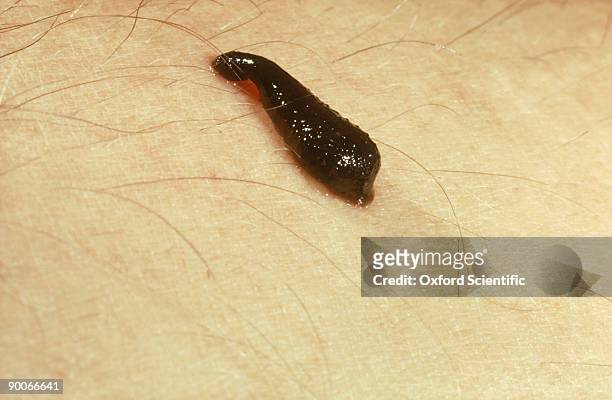 58,921 Leech Photos and Premium High Res Pictures - Getty Images