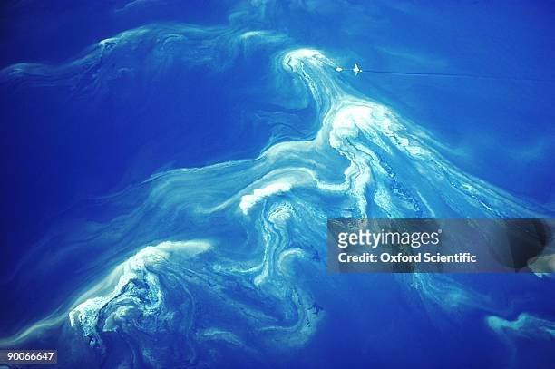 plankton bloom great barrier reef australia - plankton stock pictures, royalty-free photos & images