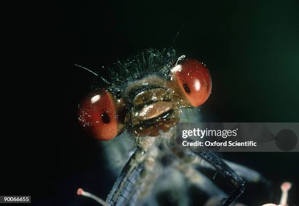 red-eyed damselfly erythromma najas july oxon, uk - damselfly fotografías e imágenes de stock