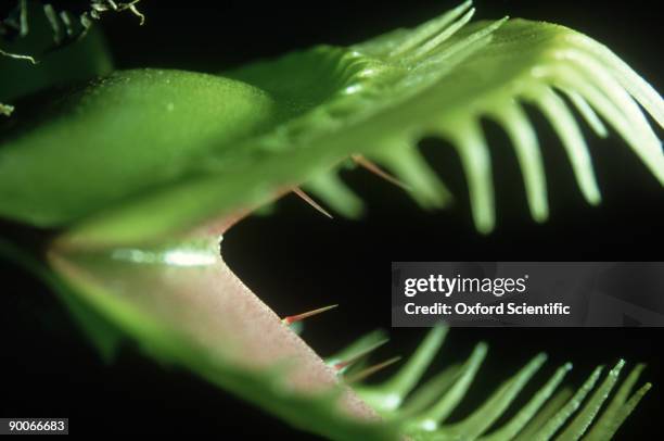 venus fly trap - carnivorous plant stock pictures, royalty-free photos & images